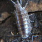 Florida Fast Isopods (Atlantoscia floridana) - IHEARTBUGS, INC.