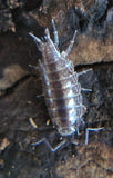 Florida Fast Isopods (Atlantoscia floridana) - IHEARTBUGS, INC.