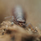 Florida Fast Isopods (Atlantoscia floridana) - IHEARTBUGS, INC.