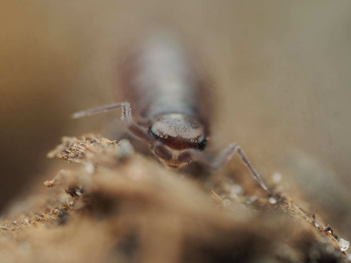 Florida Fast Isopods (Atlantoscia floridana) - IHEARTBUGS, INC.