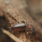 Florida Fast Isopods (Atlantoscia floridana) - IHEARTBUGS, INC.