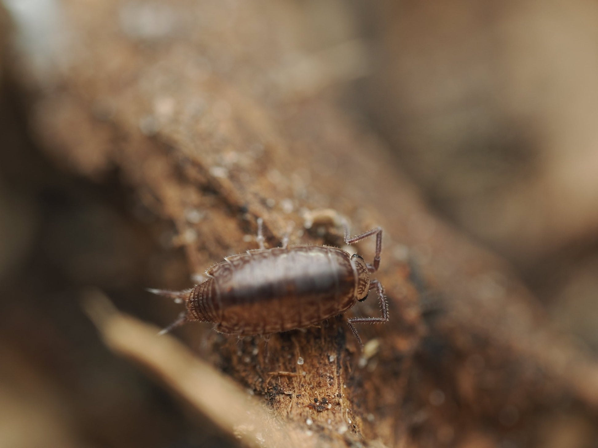 Florida Fast Isopods (Atlantoscia floridana) - IHEARTBUGS, INC.