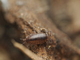 Florida Fast Isopods (Atlantoscia floridana) - IHEARTBUGS, INC.