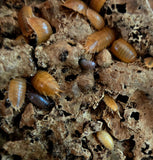 Giant Orange and Giant Gray Isopods (Porcellio laevis) - IHEARTBUGS, INC.