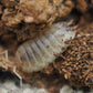 Giant White Isopods (Porcellio laevis) - IHEARTBUGS, INC.