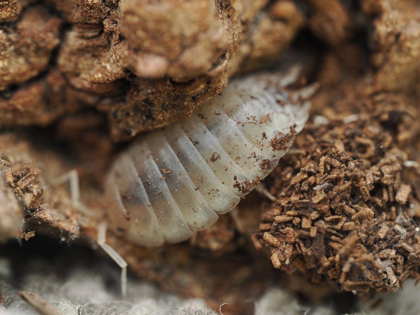 Giant White Isopods (Porcellio laevis) - IHEARTBUGS, INC.