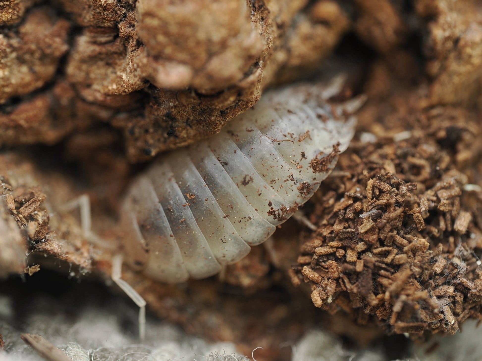Giant White Isopods (Porcellio laevis) - IHEARTBUGS, INC.