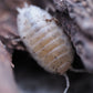 Giant White Isopods (Porcellio laevis) - IHEARTBUGS, INC.