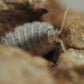 Giant White Isopods (Porcellio laevis) - IHEARTBUGS, INC.