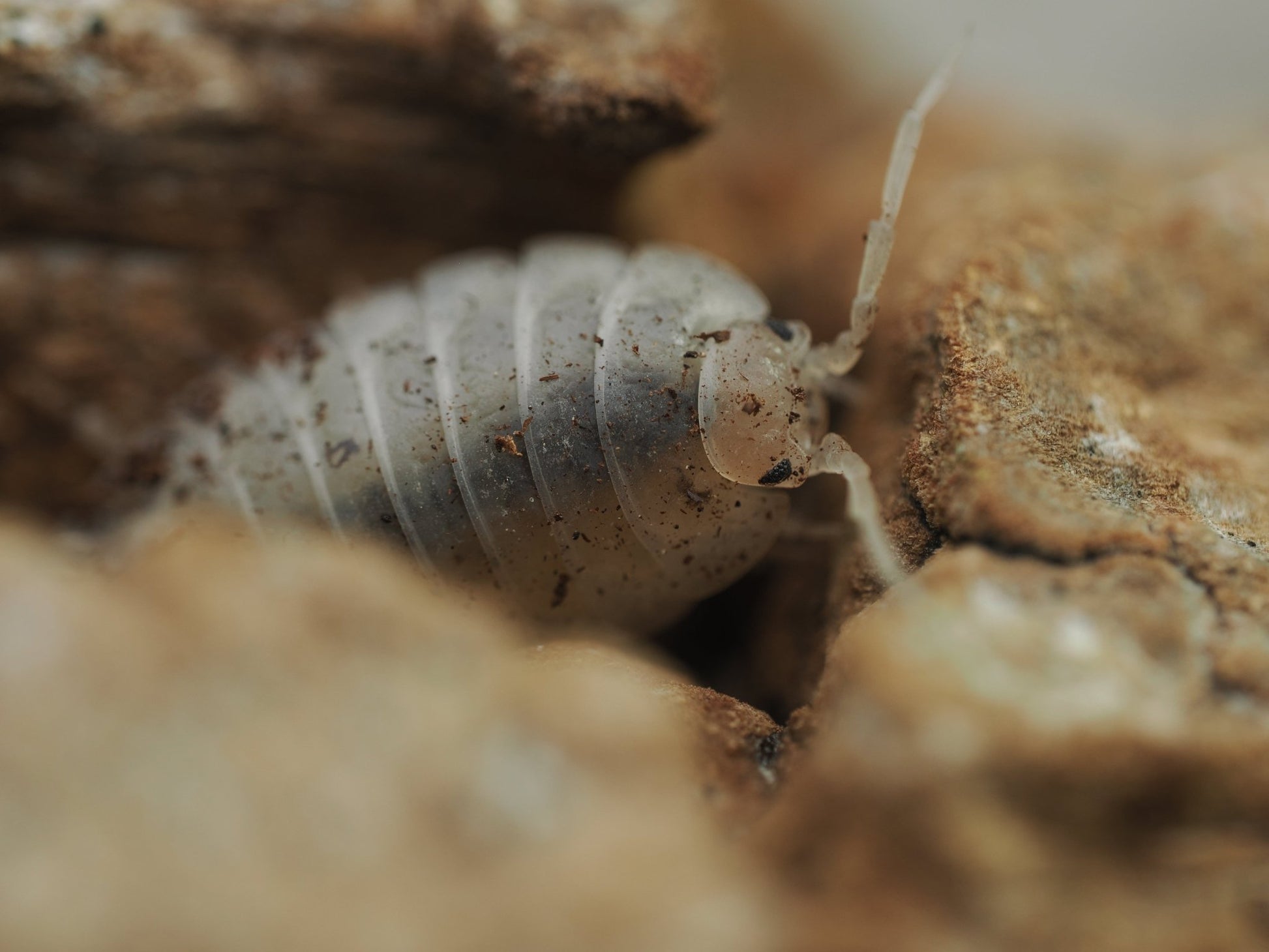 Giant White Isopods (Porcellio laevis) - IHEARTBUGS, INC.