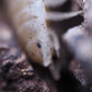 Giant White Isopods (Porcellio laevis) - IHEARTBUGS, INC.