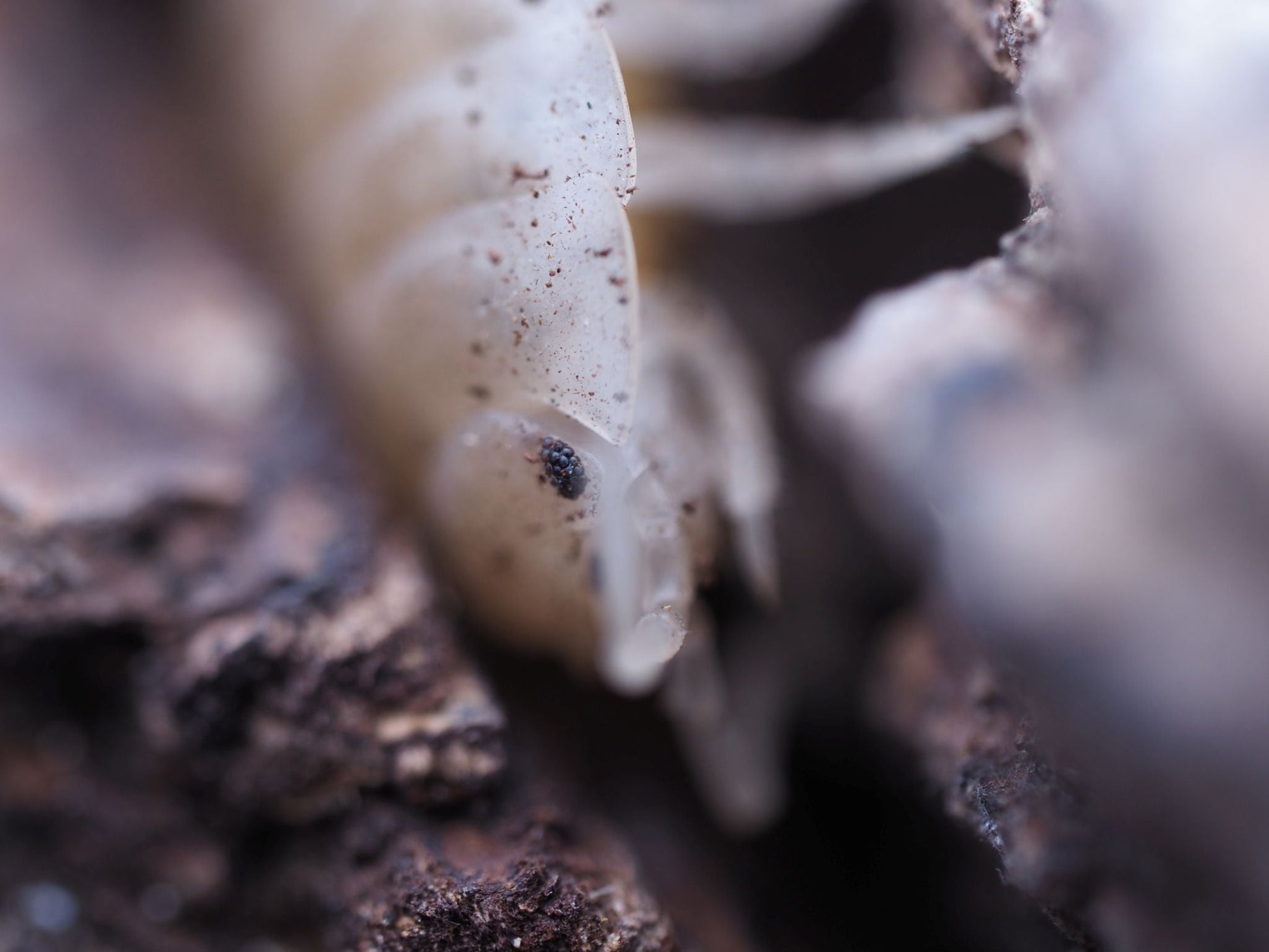 Giant White Isopods (Porcellio laevis) - IHEARTBUGS, INC.