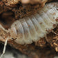 Giant White Isopods (Porcellio laevis) - IHEARTBUGS, INC.
