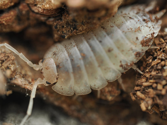 Giant White Isopods (Porcellio laevis) - IHEARTBUGS, INC.
