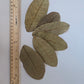 Guava Leaves - 25 Pack - IHEARTBUGS, INC.