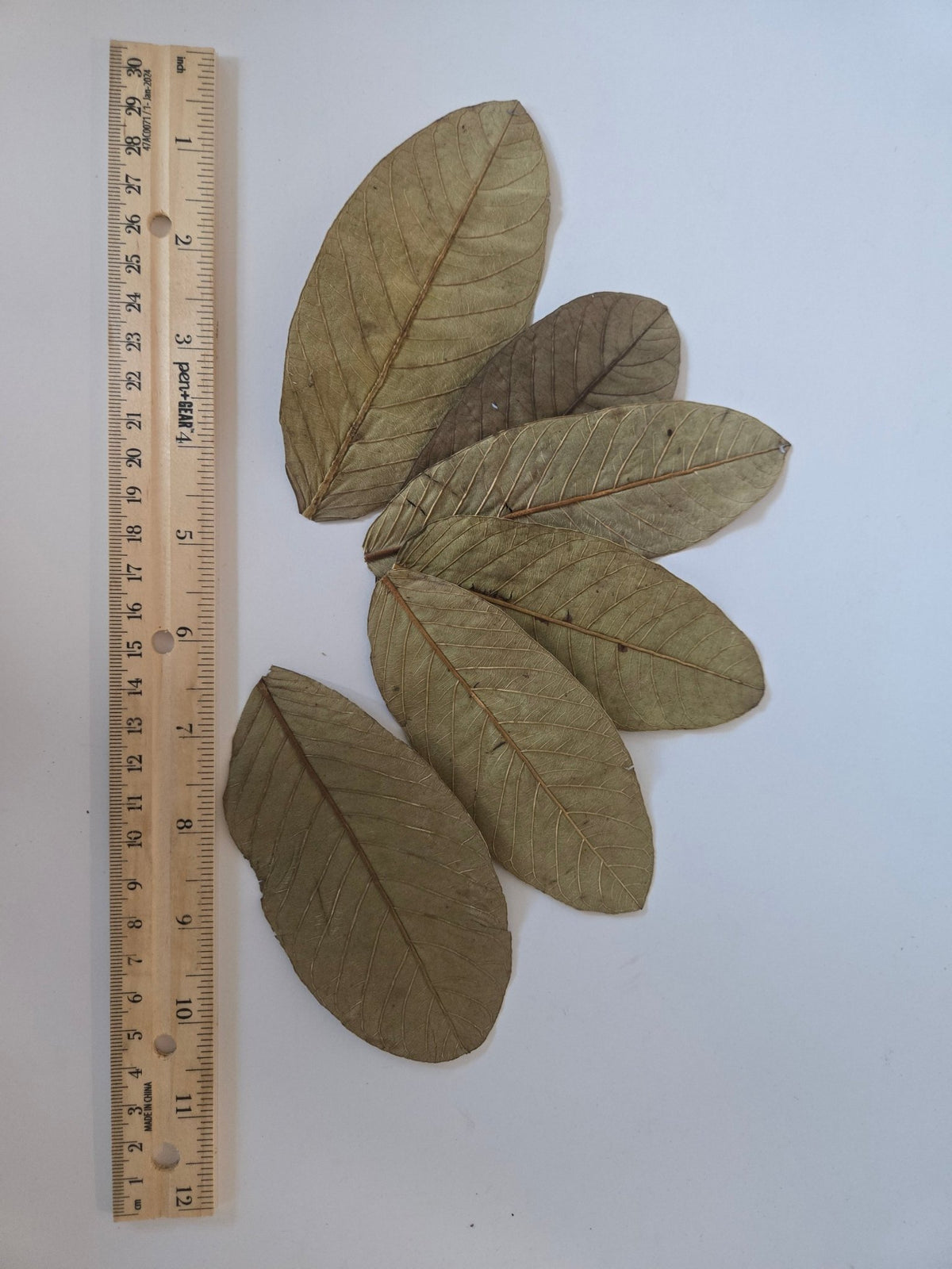 Guava Leaves - 25 Pack - IHEARTBUGS, INC.