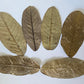 Guava Leaves - 25 Pack - IHEARTBUGS, INC.