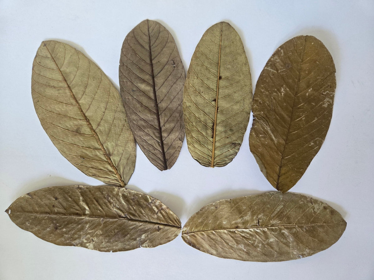 Guava Leaves - 25 Pack - IHEARTBUGS, INC.