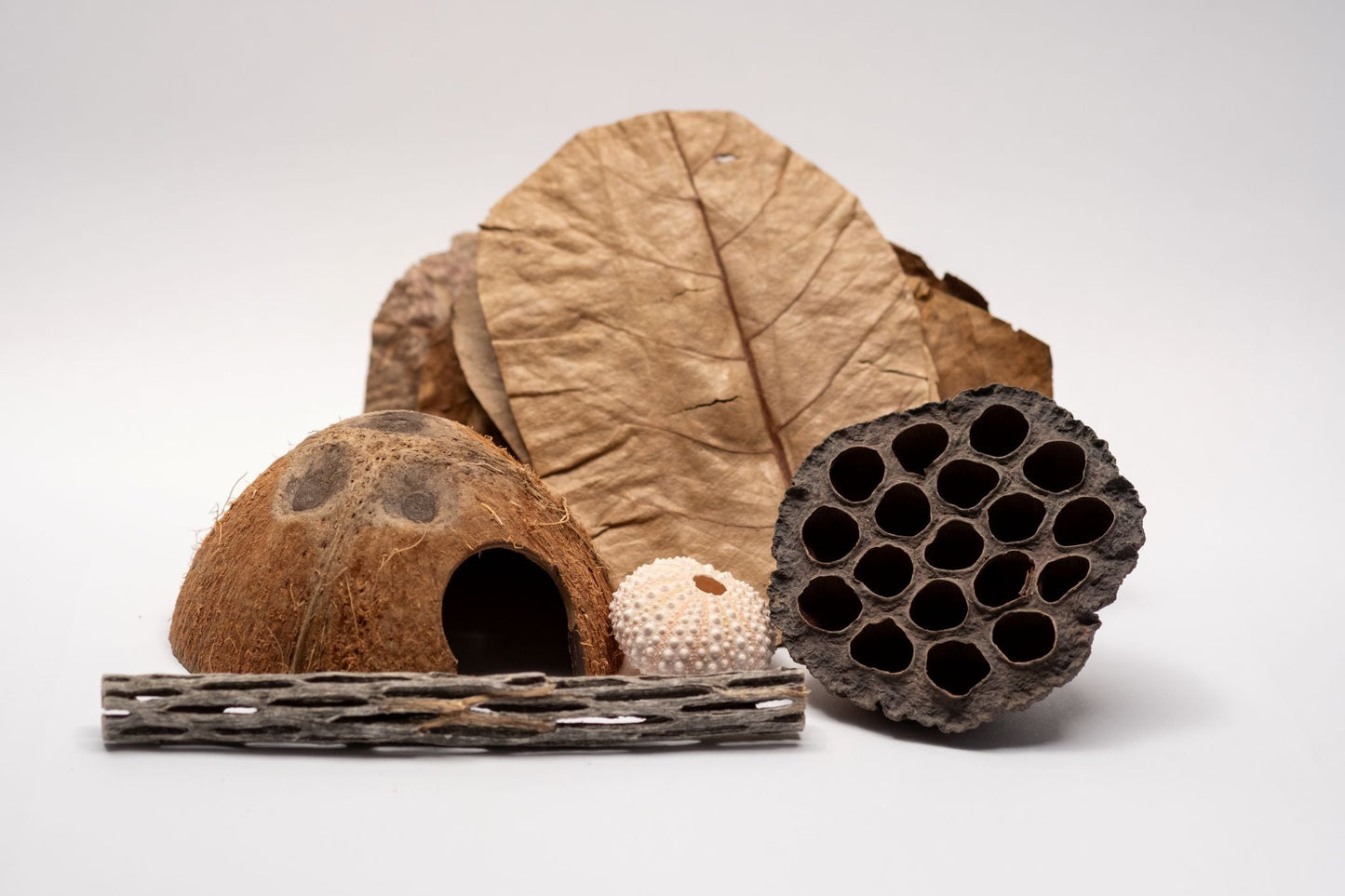 Hermit crab Decorative elements including a half coconut cave with a door opening, brown dried leaves, a cholla wood stick which has webbing like holes, a pink sea urchin shell, and a lotus seed pod on a white background