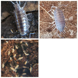 Humid/Tropical Enclosure Bioactive Clean - Up Crew For Large Enclosures (60 gallons+) - IHEARTBUGS, INC.