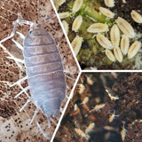 Humid/Tropical Enclosure Bioactive Clean-Up Crew For Large Enclosures (60 gallons+) - IHEARTBUGS, INC.