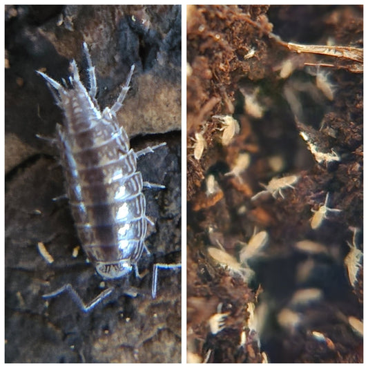 Humid/Tropical Enclosure Essential Bioactive Clean - Up Crew - IHEARTBUGS, INC.