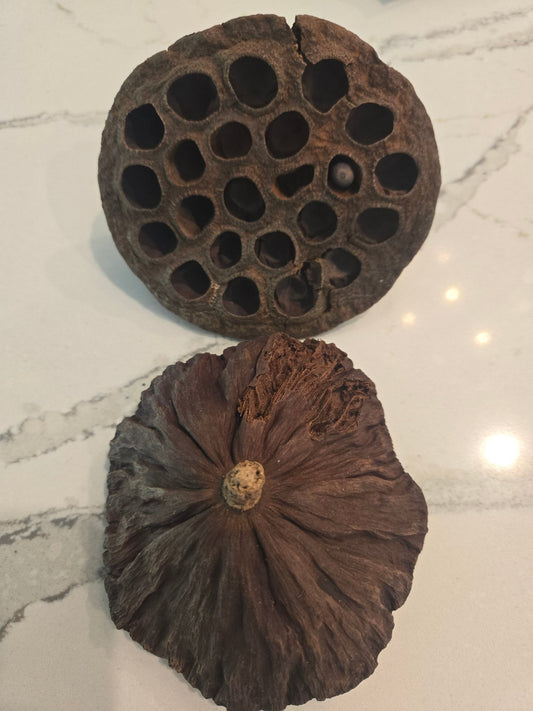 Imperfect Lotus Seed Pods - IHEARTBUGS, INC.
