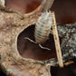 Imperfect Lotus Seed Pods - IHEARTBUGS, INC.