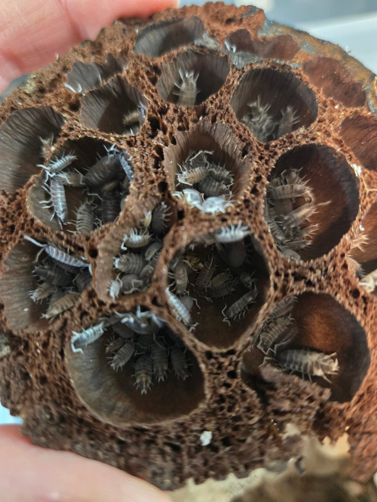 Imperfect Lotus Seed Pods - IHEARTBUGS, INC.
