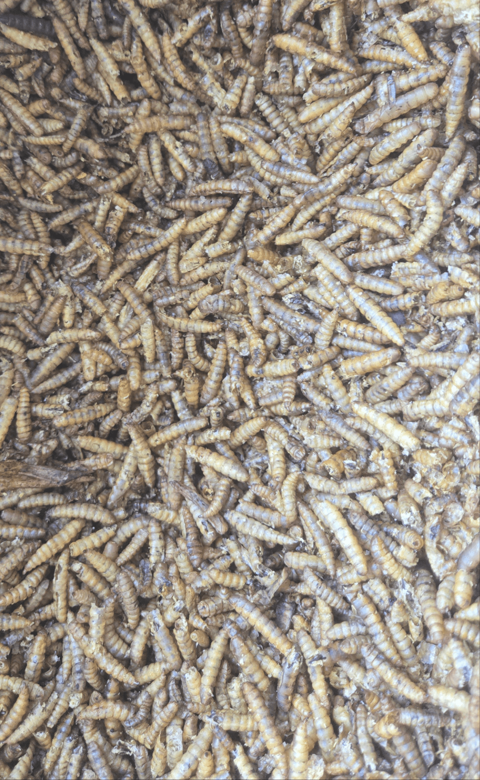 I Heart Bugs Dried Black Soldier Fly Larvae are plump, beige and brown, with segmented, ridged bodies arranged in a textured, overlapping pattern—perfect as nutritious isopod food.