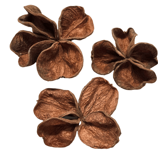 Three Land Lotus Seed Pods by I Heart Bugs are displayed on a white background. Each pod features four textured, slightly curled brown segments with a natural shape, reminiscent of bioactive terrarium botanicals.