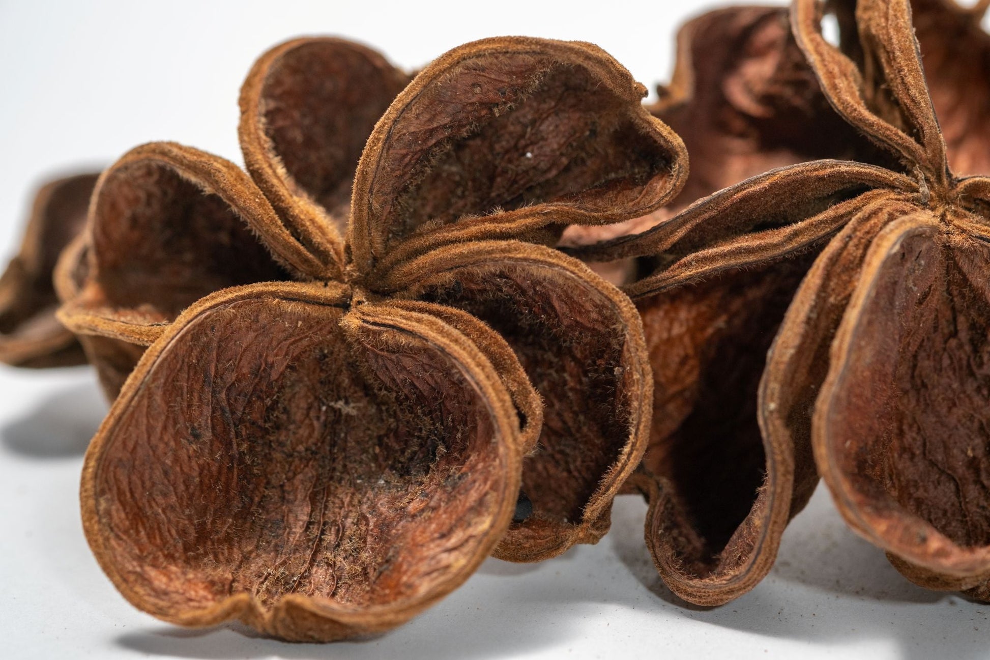 lofos plant seeds Botanical Land Lotus Seed Pods for Reptiles and Amphibians – IHEARTBUGS, INC