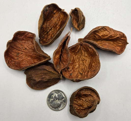 Ten rough, textured Land Lotus Seed Pod Petals by I Heart Bugs are scattered on a white surface. Popular for aquarium and bioactive terrarium use, the brown, wrinkled pods are shown with a U.S. quarter for scale.