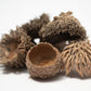 Large Acorn Caps - 7 Count - IHEARTBUGS, INC.