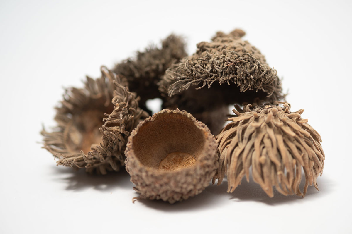 Large Acorn Caps - 7 Count - IHEARTBUGS, INC.