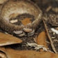 Large Acorn Caps - 7 Count - IHEARTBUGS, INC.
