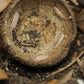 Large Acorn Caps - 7 Count - IHEARTBUGS, INC.