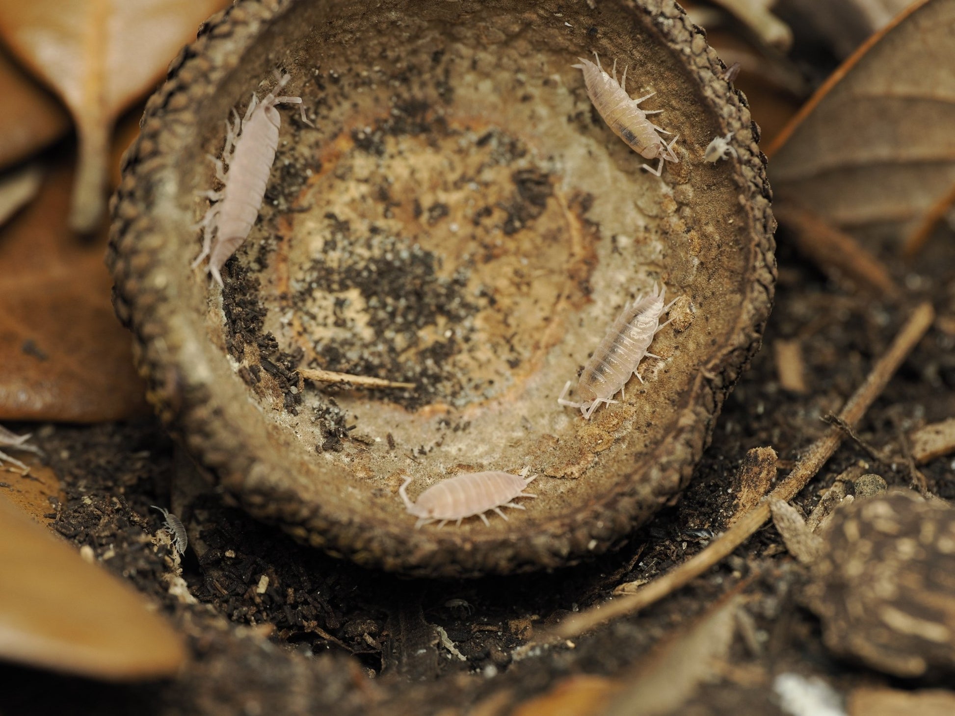 Large Acorn Caps - 7 Count - IHEARTBUGS, INC.