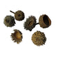Large Acorn Caps - 7 Count - IHEARTBUGS, INC.