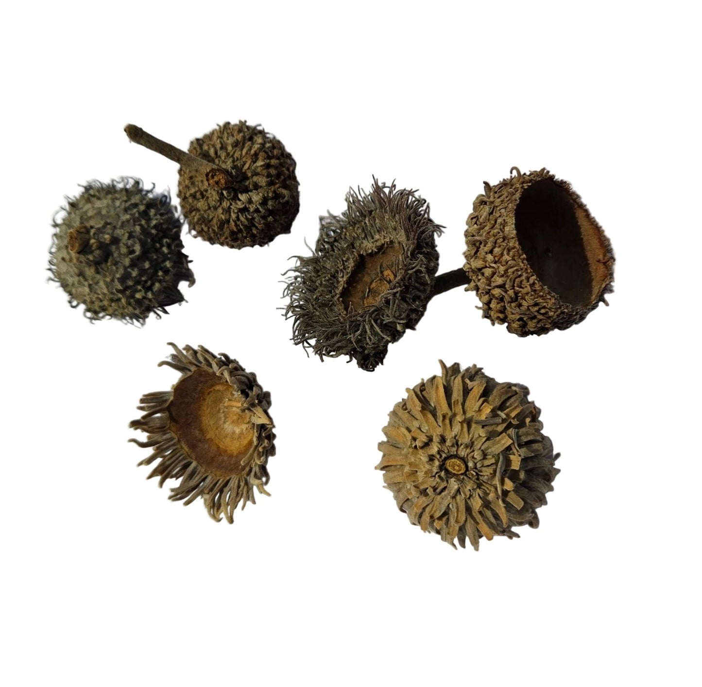 Large Acorn Caps - 7 Count - IHEARTBUGS, INC.
