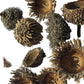 Large Acorn Caps - 7 Count - IHEARTBUGS, INC.