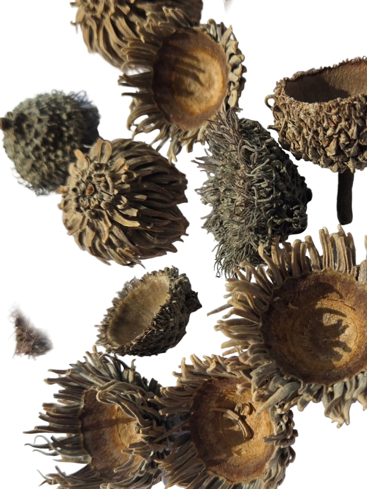Large Acorn Caps - 7 Count - IHEARTBUGS, INC.
