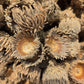 Large Acorn Caps - 7 Count - IHEARTBUGS, INC.