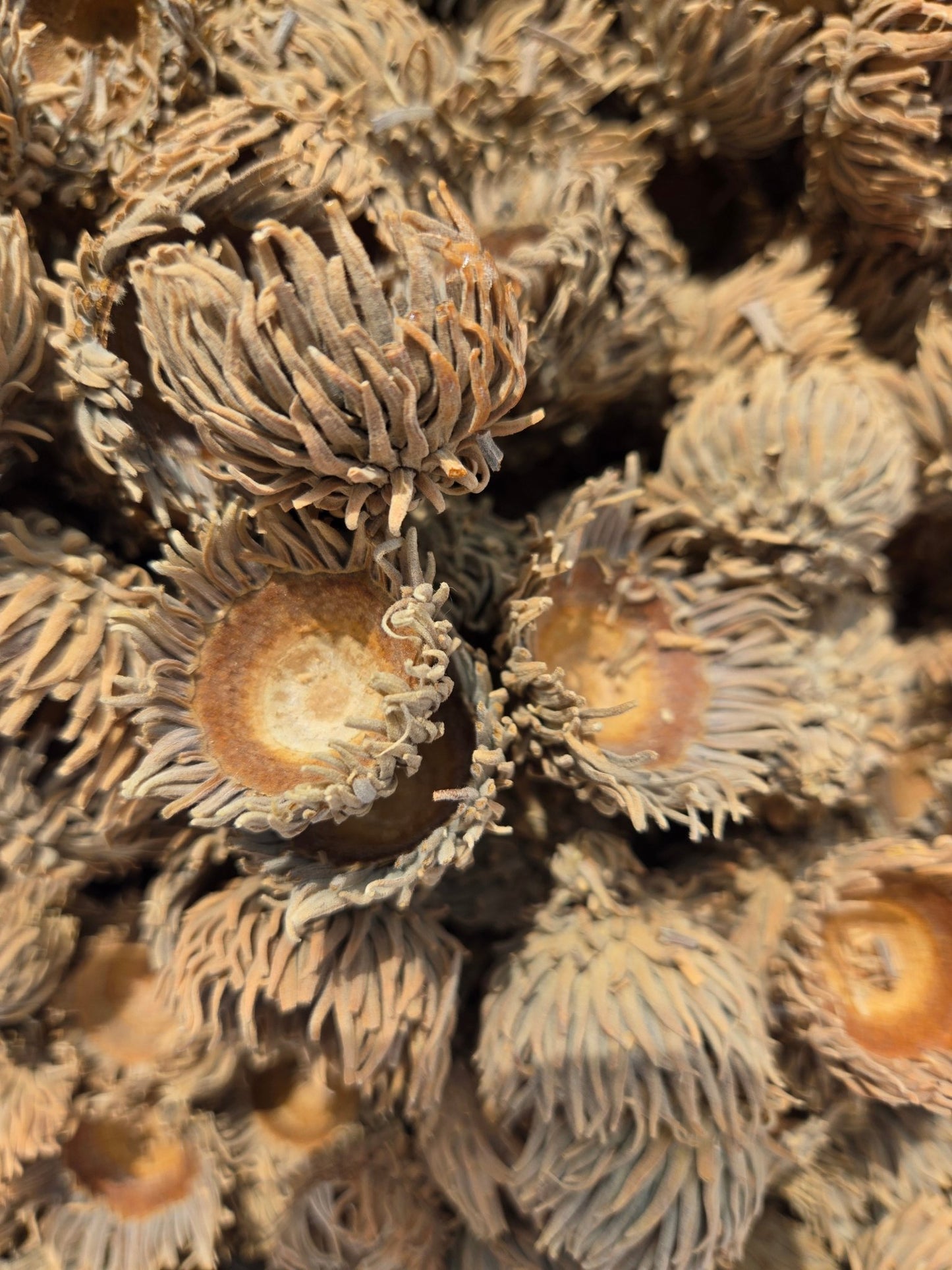 Large Acorn Caps - 7 Count - IHEARTBUGS, INC.