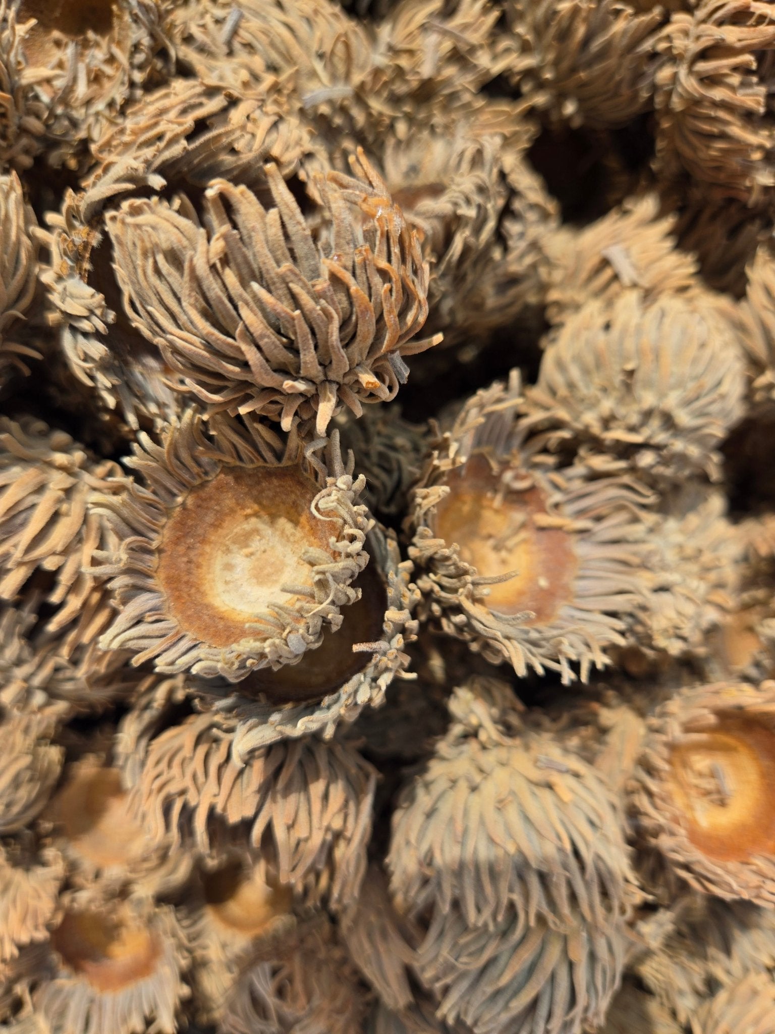Large Acorn Caps - 7 Count - IHEARTBUGS, INC.