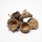 Large Acorn Caps - 7 Count - IHEARTBUGS, INC.