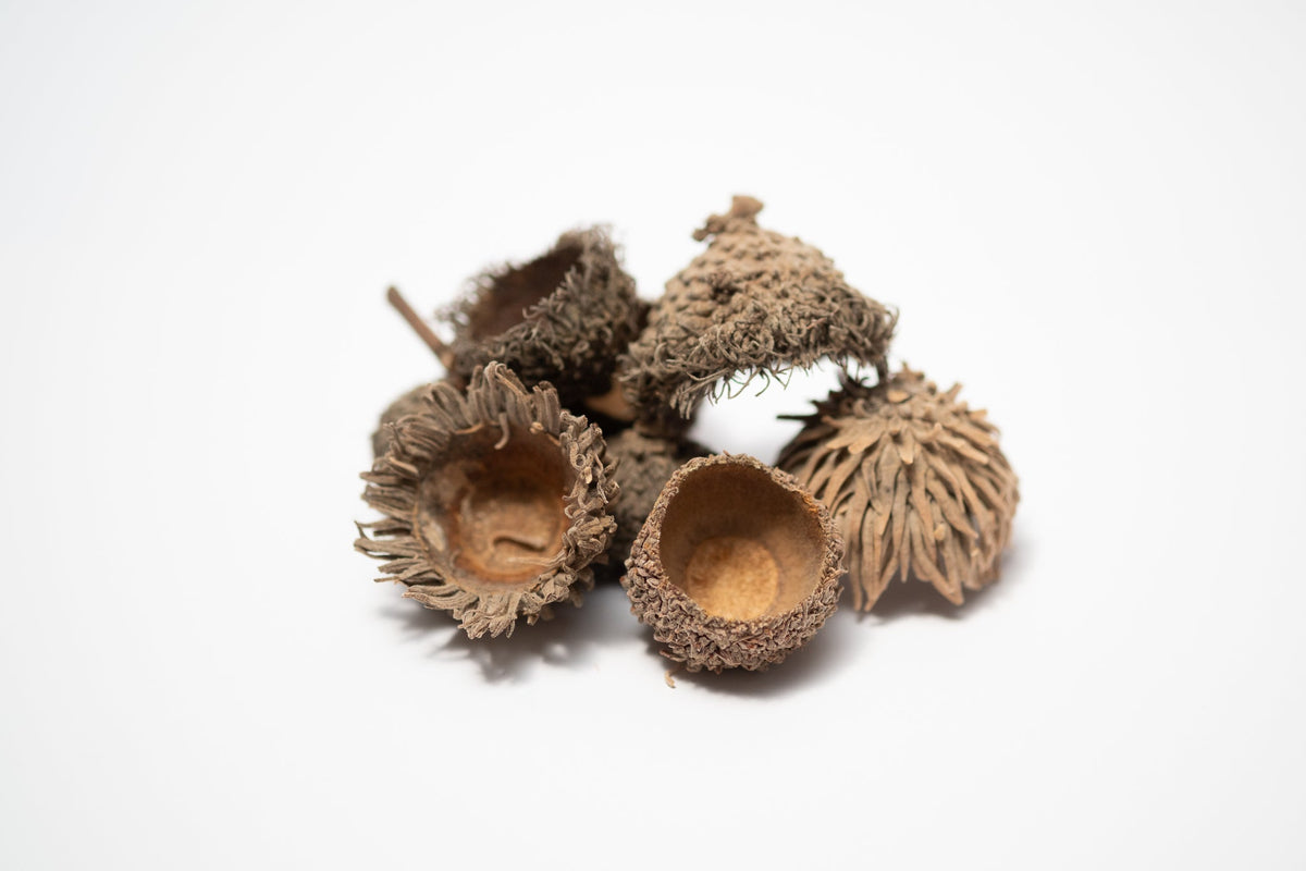 Large Acorn Caps - 7 Count - IHEARTBUGS, INC.
