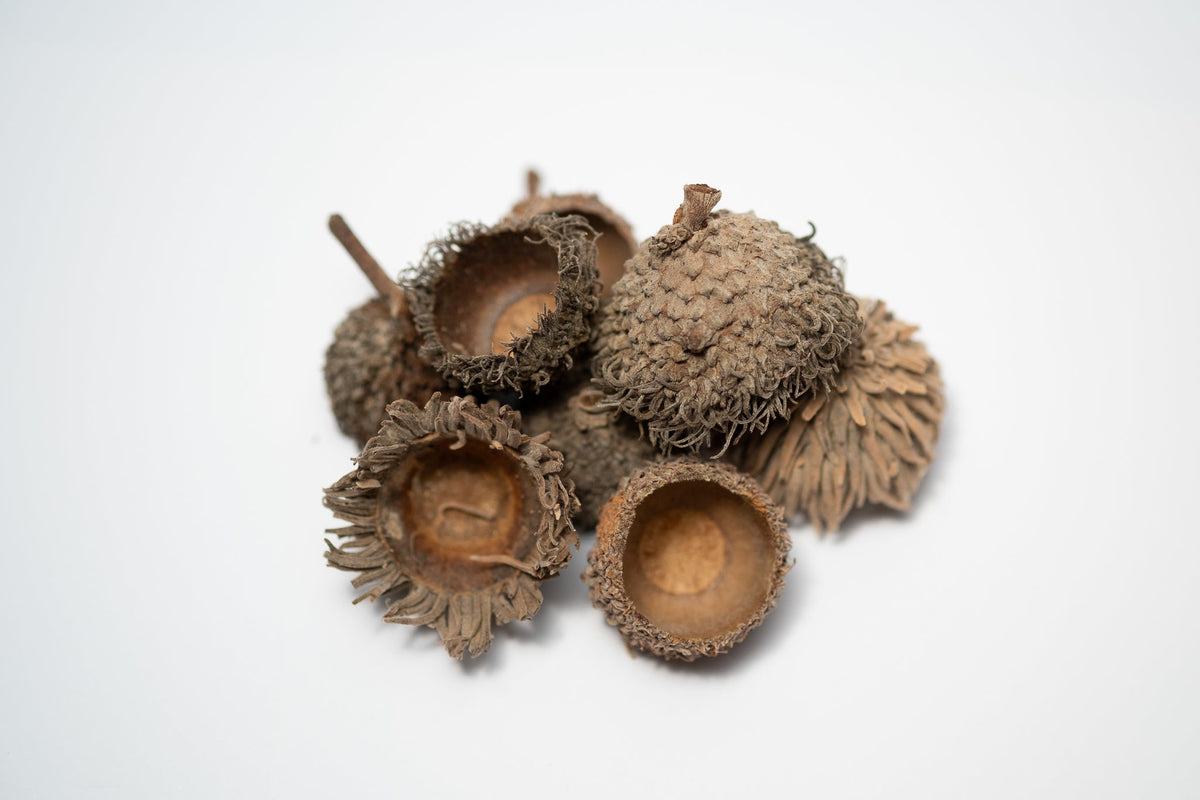 Large Acorn Caps - 7 Count - IHEARTBUGS, INC.