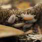 Large Acorn Caps - 7 Count - IHEARTBUGS, INC.