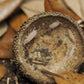 Large Acorn Caps - 7 Count - IHEARTBUGS, INC.